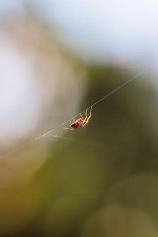 Cubzac-les-Ponts, 2022. A spider.