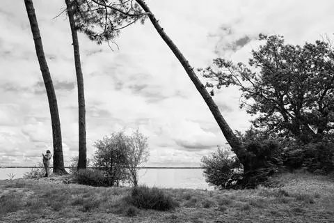 Gironde, 2024. Pines leaning over the shore of the estuary, in black and white.