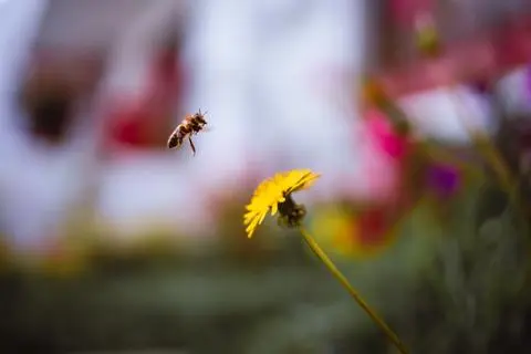 Quito, 2019. A bee on a dandelion.