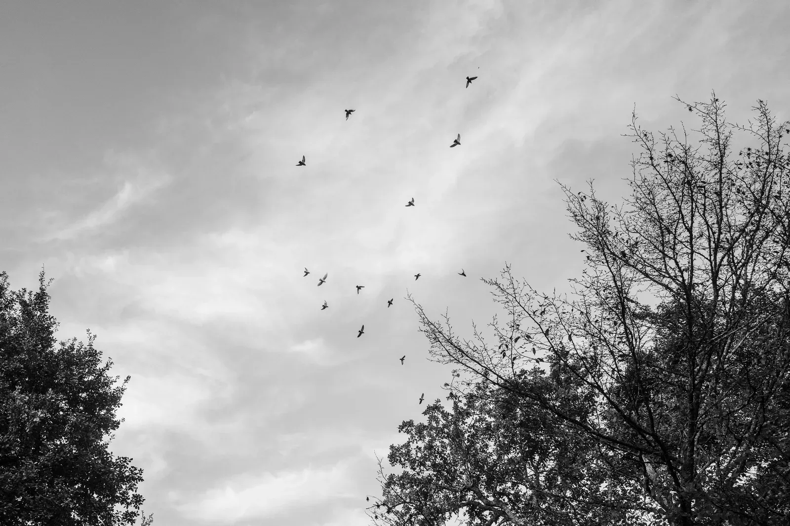 Una bandada de pájaros en vuelo sobre un cielo claro.