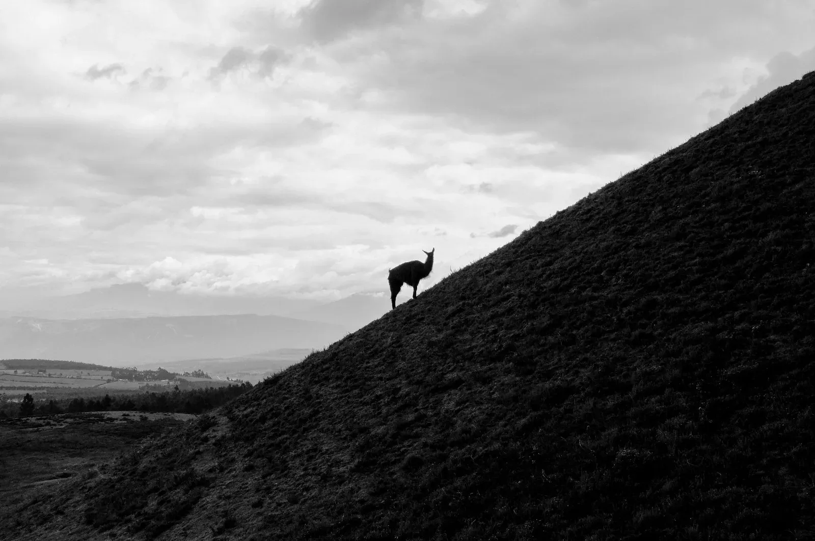 A llama climbing one of the pyramids of Cochasqui, Ecuador